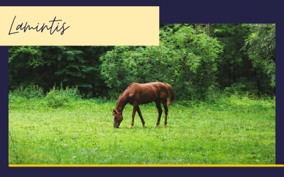 Laminitis Myths Article