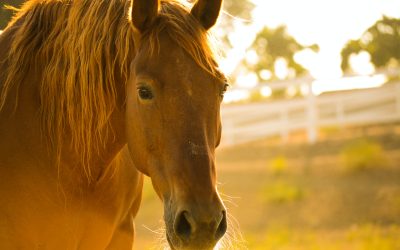 5 Reasons To Vaccinate Your Horse