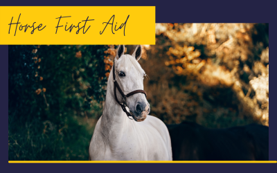 5 Reasons Your Vet Would Love You To Improve Your Horse Anatomy Knowledge