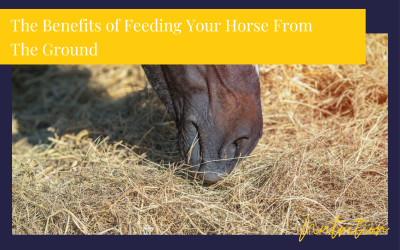 The Benefits of Feeding Your Horse From The Ground